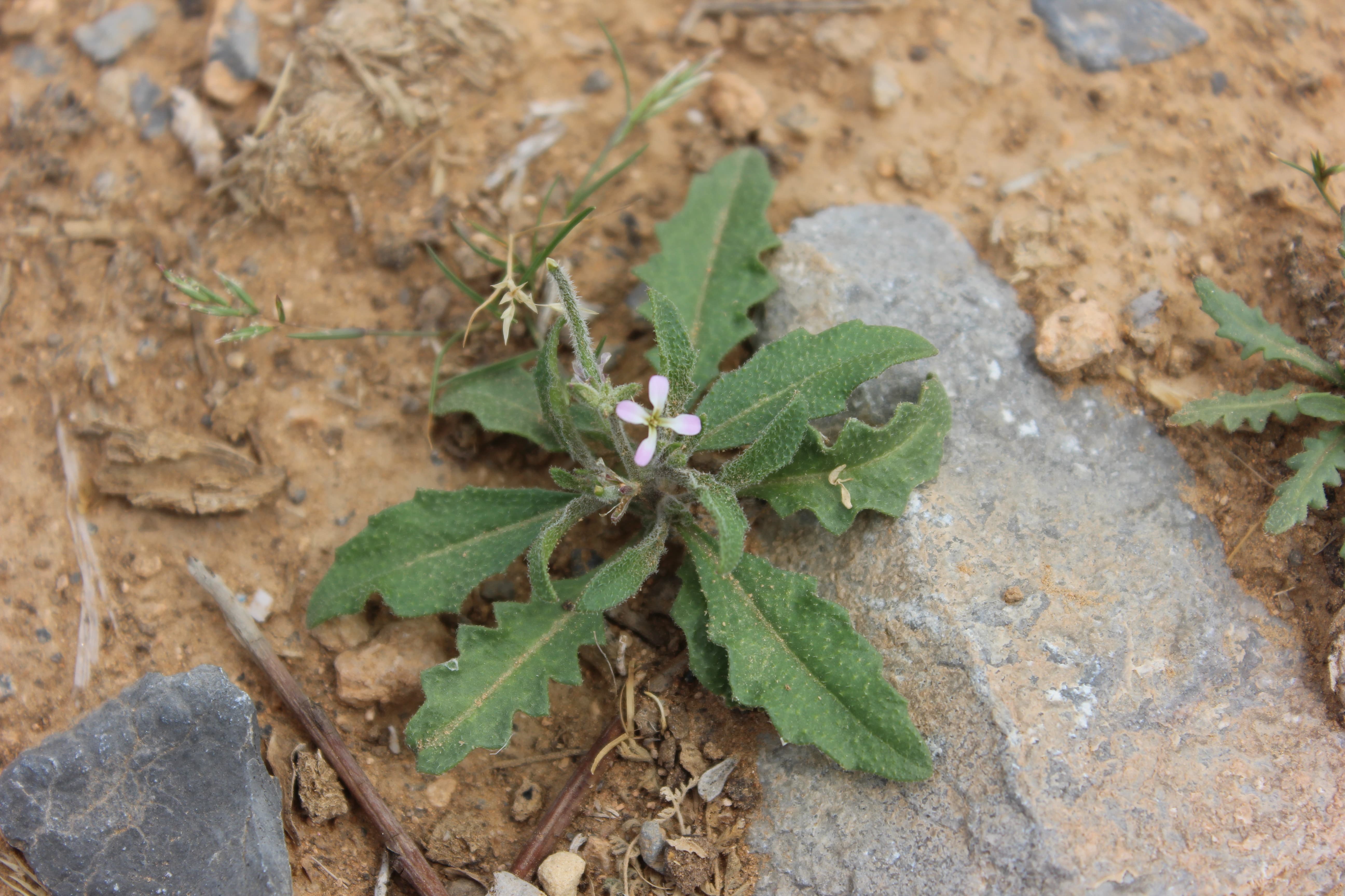 Plant Image